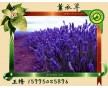 長(zhǎng)期供應(yīng)薰衣草香味納米膠囊